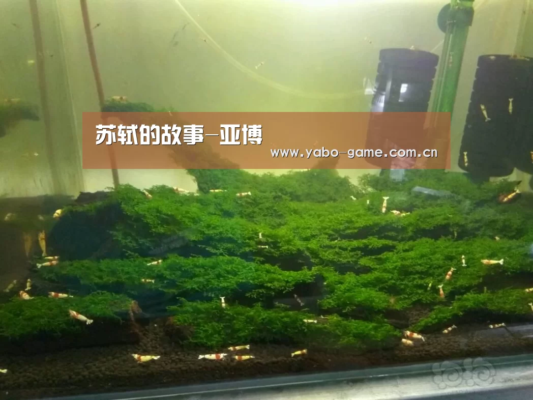 苏轼的故事-亚博(图3) 亚博